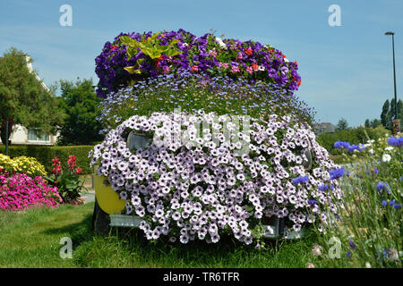 Jardin pétunia (Petunia x hybrida, Petunia-Hybride), location couvert de fleurs de pétunias, France, Bretagne Banque D'Images