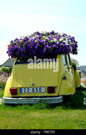 Jardin pétunia (Petunia x hybrida, Petunia-Hybride), location couvert de fleurs de pétunias, France, Bretagne Banque D'Images