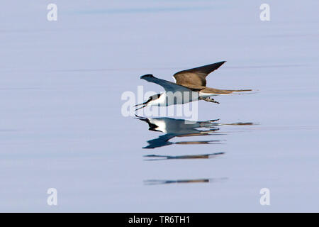 Sterne bridée (Sterna anaethetus, Onychoprion anaethetus), Égypte, Wadi Lahami Banque D'Images