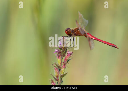 Sympetrum Sympetrum pedemontanum (bandes), homme, Pays-Bas Banque D'Images