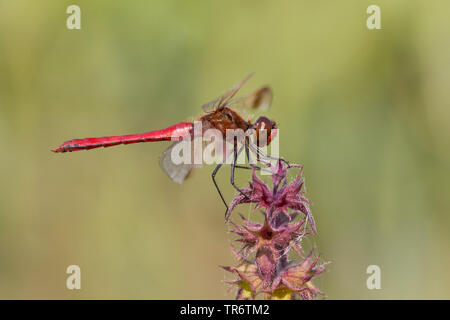 Sympetrum Sympetrum pedemontanum (bandes), homme, Pays-Bas Banque D'Images