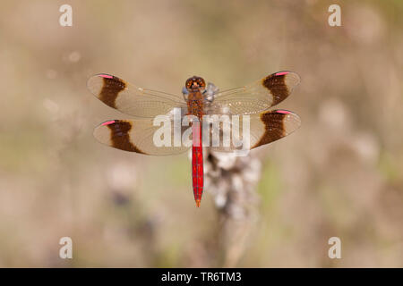 Sympetrum Sympetrum pedemontanum (bandes), homme, Pays-Bas, Brabant-sept. Banque D'Images