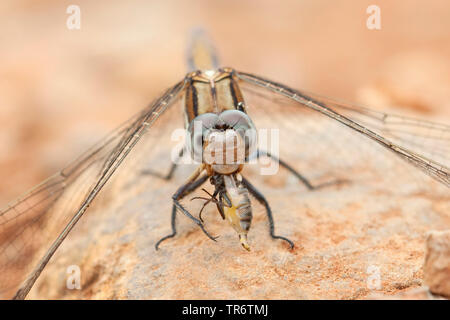 Épaulette Skimmer (Orthetrum chrysostigma), mâle adulte, Turquie, Mugla Banque D'Images