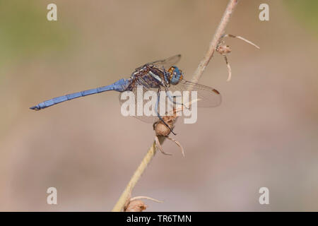 Épaulette Skimmer (Orthetrum chrysostigma), mâle adulte, Turquie, Mugla Banque D'Images