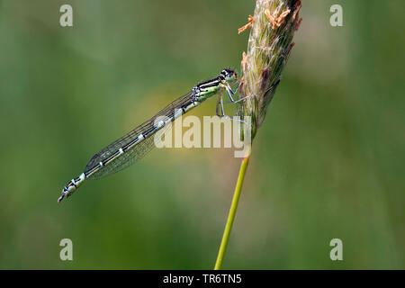 Coenagrion scitulum dainty (demoiselle), femme, Belgique Banque D'Images