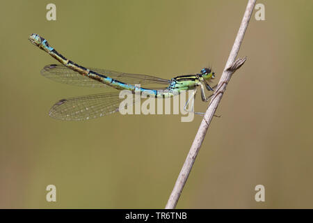 Coenagrion scitulum dainty (demoiselle), femme, Pays-Bas Banque D'Images