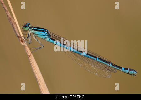 Coenagrion scitulum dainty (demoiselle), femme, Pays-Bas Banque D'Images