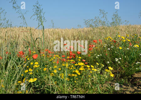 Maïs, camomille et calendula Fleurs de coquelicots sur le bord d'un champ de céréales, France, Bretagne Banque D'Images