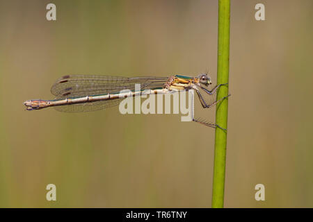 Lestes vert émeraude, libellule (Lestes sponsa), femme, Pays-Bas, Gueldre Banque D'Images