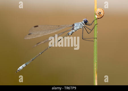 Demoiselle d'émeraude sombre (Lestes macrostigma), l'homme, Turquie, Mugla Banque D'Images