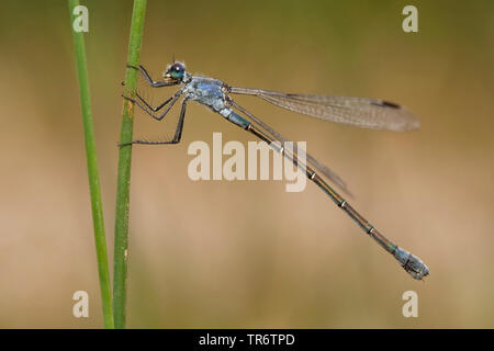 Demoiselle d'émeraude sombre (Lestes macrostigma), femme, Turquie, Mugla Banque D'Images