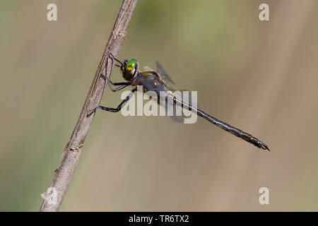 Le nord de l'emerald (somatochlora arctica), homme, Pays-Bas, Limbourg Banque D'Images