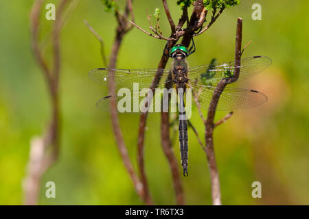 Le nord de l'emerald (somatochlora arctica), homme, Pays-Bas, Limbourg Banque D'Images