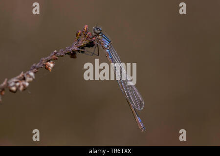 Demoiselle irlandais, lunular (demoiselle Coenagrion lunulatum), femme, Pays-Bas, Gueldre, Overasseltse vennen Banque D'Images