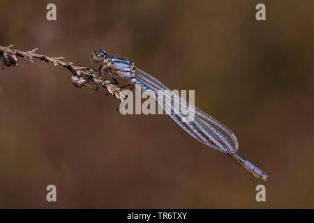 Demoiselle irlandais, lunular (demoiselle Coenagrion lunulatum), homme, Pays-Bas, Gueldre, Overasseltse vennen Banque D'Images
