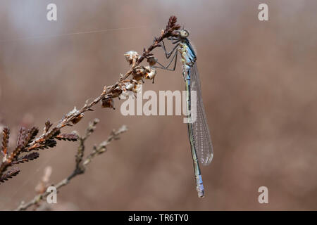 Demoiselle irlandais, lunular (demoiselle Coenagrion lunulatum), homme, Pays-Bas, Gueldre, Overasseltse vennen Banque D'Images