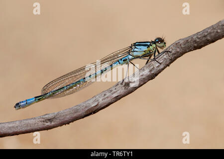 Demoiselle irlandais, lunular (demoiselle Coenagrion lunulatum), homme, Pays-Bas, Gueldre, Overasseltse vennen Banque D'Images