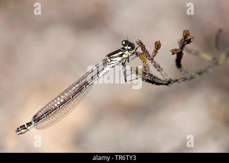 Demoiselle irlandais, lunular (demoiselle Coenagrion lunulatum), femme, Pays-Bas, Gueldre, Overasseltse vennen Banque D'Images