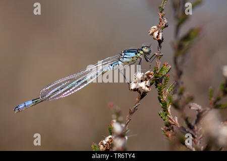 Demoiselle irlandais, lunular (demoiselle Coenagrion lunulatum), homme, Pays-Bas, Gueldre, Overasseltse vennen Banque D'Images