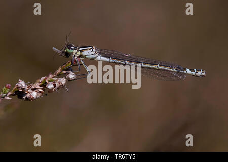 Demoiselle irlandais, lunular (demoiselle Coenagrion lunulatum), femme, Pays-Bas, Gueldre, Overasseltse vennen Banque D'Images