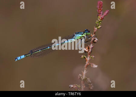 Demoiselle irlandais, lunular (demoiselle Coenagrion lunulatum), homme, Pays-Bas, Gueldre, Overasseltse vennen Banque D'Images