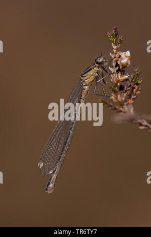 Demoiselle irlandais, lunular (demoiselle Coenagrion lunulatum), femme, Pays-Bas, Gueldre, Overasseltse vennen Banque D'Images