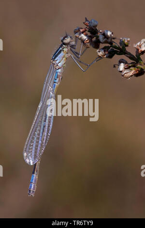 Demoiselle irlandais, lunular (demoiselle Coenagrion lunulatum), homme, Pays-Bas, Gueldre, Overasseltse vennen Banque D'Images