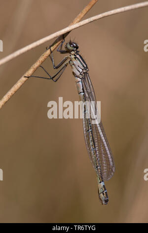 Demoiselle irlandais, lunular (demoiselle Coenagrion lunulatum), femme, Pays-Bas, Gueldre, Overasseltse vennen Banque D'Images
