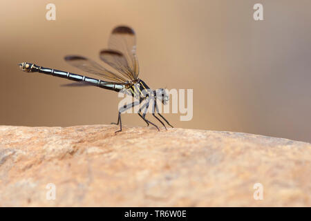 Orient Blue dragonfly (Epallage fatime), femme, Turquie, Mugla Banque D'Images
