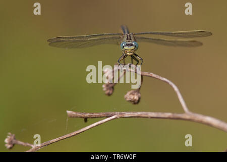 Les états d'Europe occidentale (Gomphus (Gomphus pulchellus), homme, Pays-Bas, Brabant-sept. Banque D'Images
