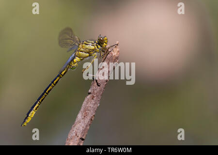 Les états d'Europe occidentale (Gomphus (Gomphus pulchellus), homme, Pays-Bas, Brabant-sept. Banque D'Images