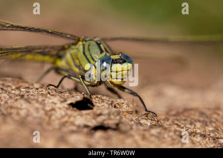 Les états d'Europe occidentale (Gomphus (Gomphus pulchellus), homme, Pays-Bas, Brabant-sept. Banque D'Images