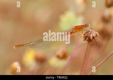D'ischnura moindre, les rares à queue bleue (demoiselle d'Ischnura pumilio), femme, Pays-Bas, Brabant-sept. Banque D'Images