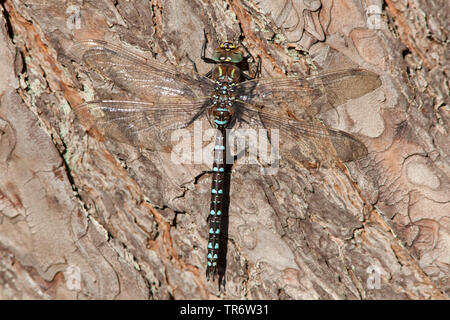 Commun Commun aeshna, Hawker (Aeshna juncea), homme, Pays-Bas, Gueldre Banque D'Images