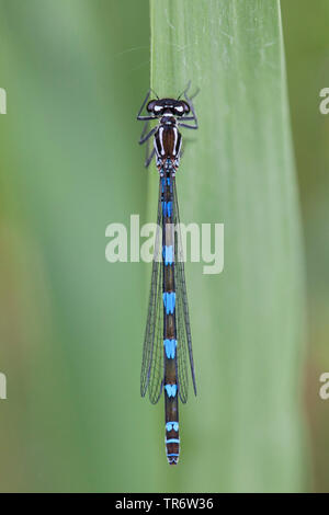 Demoiselle Coenagrion pulchellum (variable), femme, Pays-Bas, Gueldre Banque D'Images