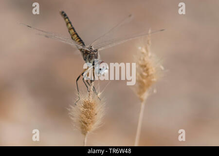 Fanion noir adultes (Selysiothemis nigra), femme, Turquie, Mugla Banque D'Images