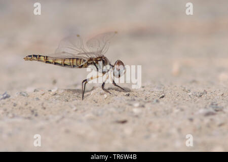 Fanion noir adultes (Selysiothemis nigra), femme, Turquie, Mugla Banque D'Images