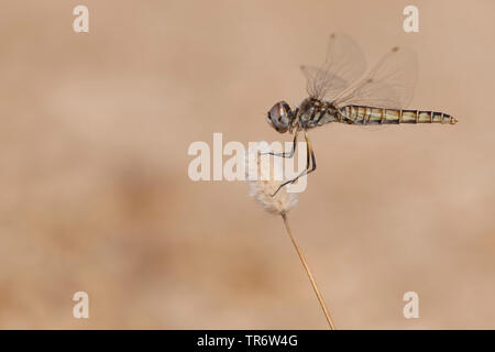 Fanion noir adultes (Selysiothemis nigra), femme, Turquie Banque D'Images