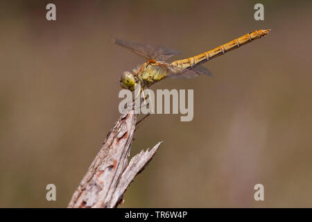 Sympetrum méridional de l'Europe du Sud, Sud, sympetrum meridionale Sympetrum (dard), femme, Pays-Bas, Gueldre Banque D'Images