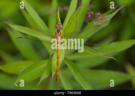 Sympetrum méridional de l'Europe du Sud, Sud, sympetrum meridionale Sympetrum (dard), femme, Pays-Bas, Gueldre Banque D'Images