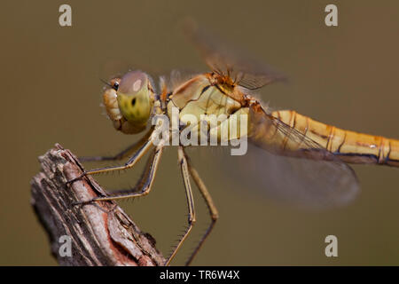 Sympetrum méridional de l'Europe du Sud, Sud, sympetrum meridionale Sympetrum (dard), femme, Pays-Bas, Gueldre Banque D'Images
