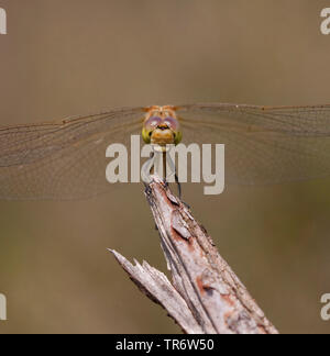 Sympetrum méridional de l'Europe du Sud, Sud, sympetrum meridionale Sympetrum (dard), femme, Pays-Bas, Gueldre Banque D'Images
