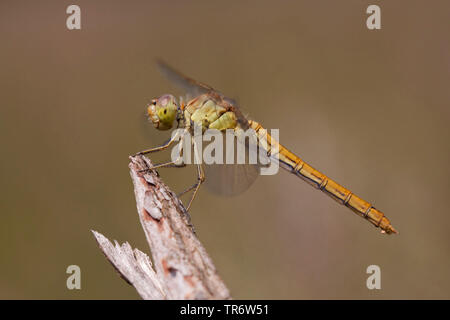 Sympetrum méridional de l'Europe du Sud, Sud, sympetrum meridionale Sympetrum (dard), femme, Pays-Bas, Brabant-sept. Banque D'Images