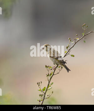 Verdier d'Europe (Carduelis chloris Chloris chloris),, juvénile, l'Iran, Mazandaran Banque D'Images