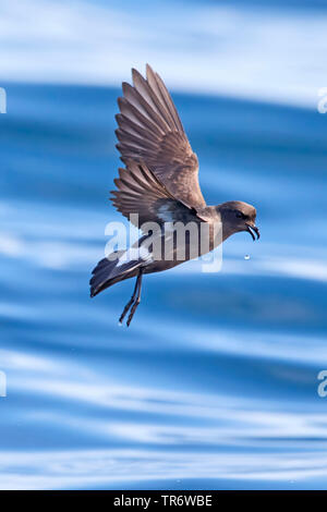 La pétrel (Hydrobates pelagicus), l'Irlande Banque D'Images