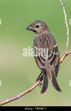 Common rosefinch (Carpodacus erythrinus), femme assise sur une brindille, Kazakhstan Banque D'Images