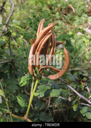 Un sauvage, astragale (Astragalus glycyphyllos réglisse), de fruits, de l'Allemagne, Rhénanie du Nord-Westphalie Banque D'Images