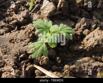 Le persil piert (Aphanes arvensis), plantule, Allemagne, Rhénanie du Nord-Westphalie Banque D'Images