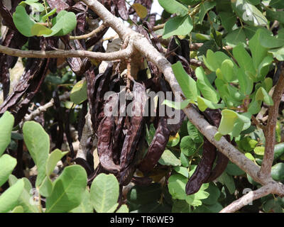 Caroube, caroube, St. John's pain (Ceratonia siliqua), branche mit fruits, caroubes, Espagne, Îles Baléares, Majorque Banque D'Images