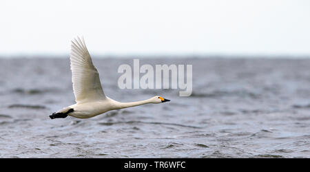 Le Cygne siffleur (Cygnus columbianus), volant au-dessus de l'eau, de l'Estonie Banque D'Images